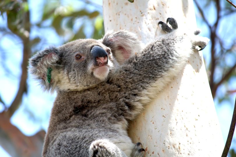 koala.jpg